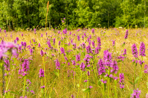 field of purple flowers