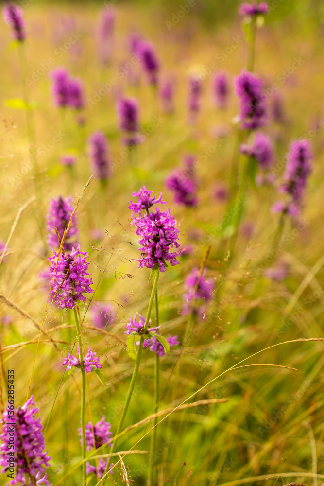 Obraz premium field of purple flowers