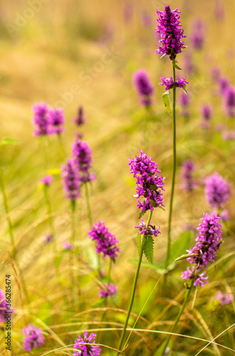 field of purple flowers