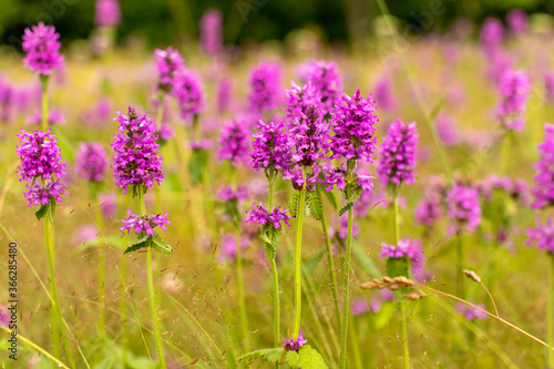 field of purple flowers