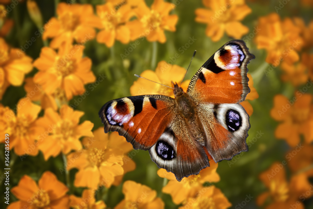 Butterfly on flowers Butterfly on flowers
