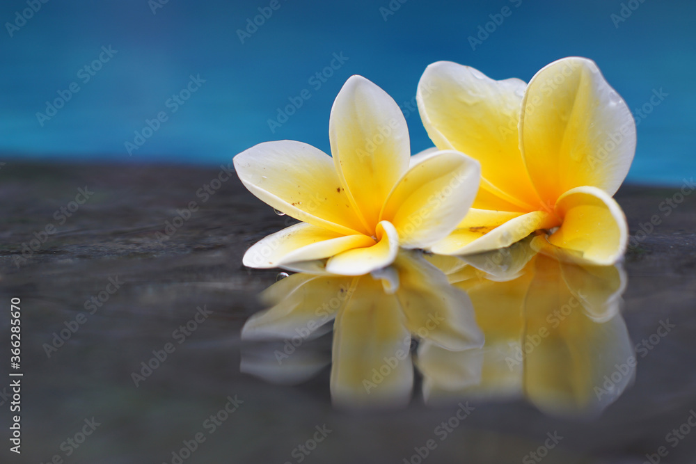 Fototapeta premium Beautiful white frangipani flowers on the water