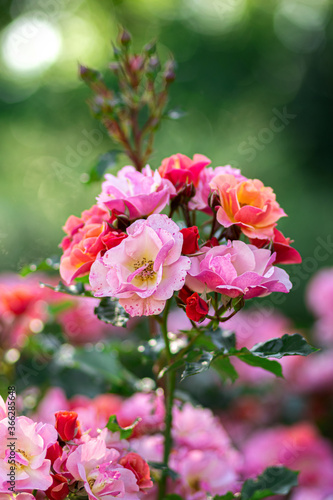 Wallpaper Mural Red roses in the park on a green background
 Torontodigital.ca
