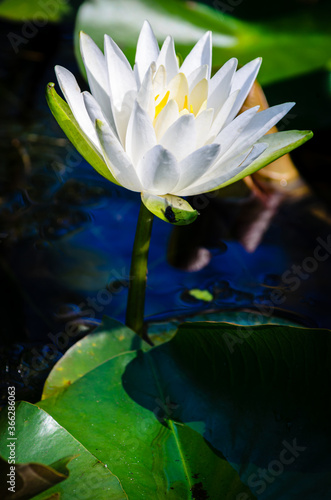 Close-up side view of a white water lily flower and green lily pad