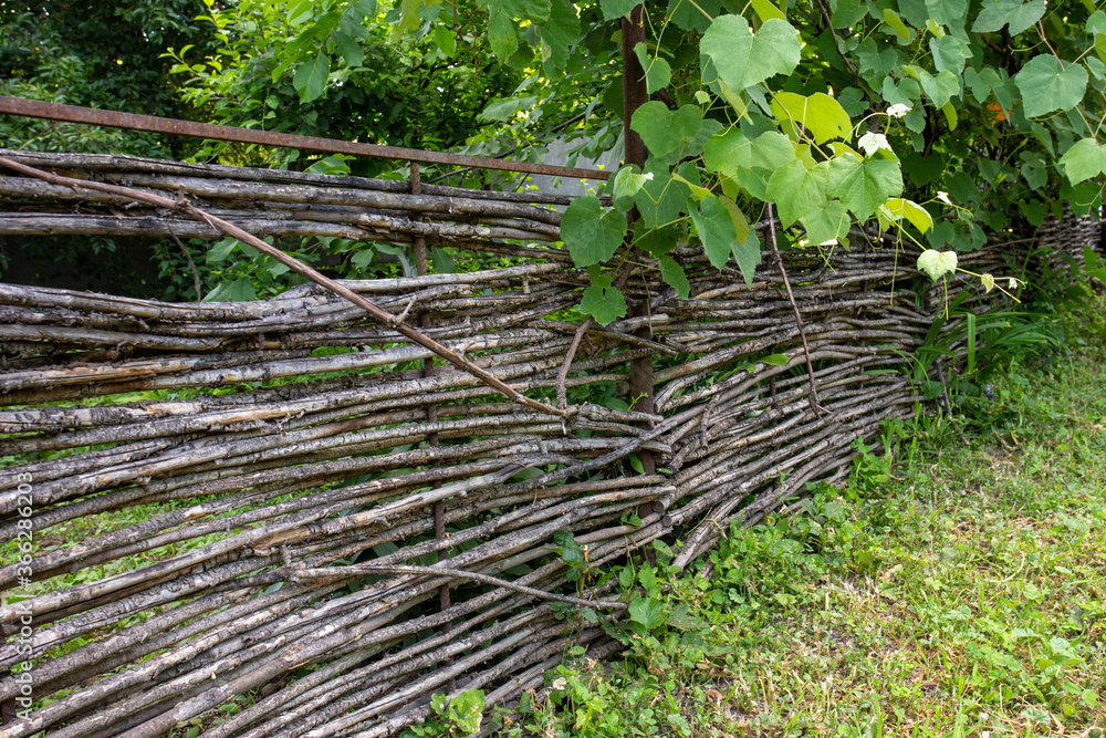 Stick fence with grapevine growing above Stick fence with grapevine growing above