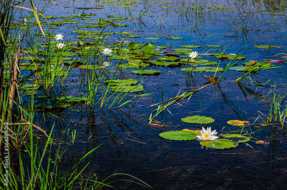 Blooming group of lily pad flowers floating on a pond
Blooming group of lily pad flowers floating on a pond