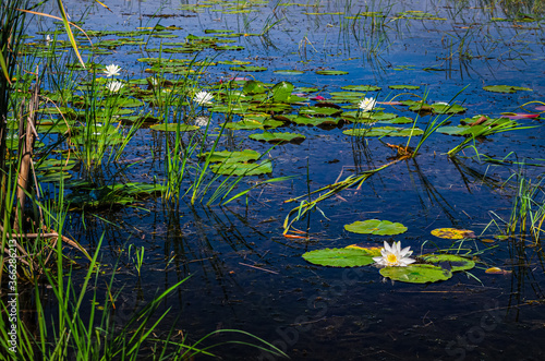 Tela Blooming group of lily pad flowers floating on a pond