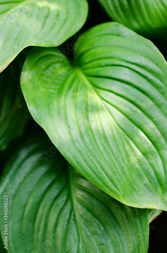 Green leaves close-up