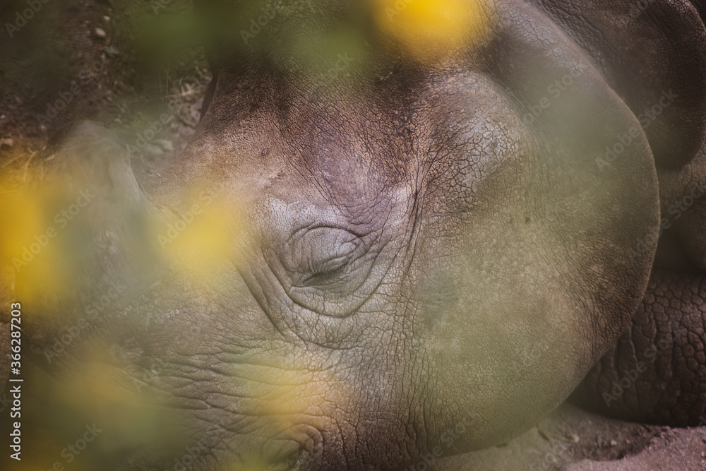 Fototapeta premium Rhinoceros Eye