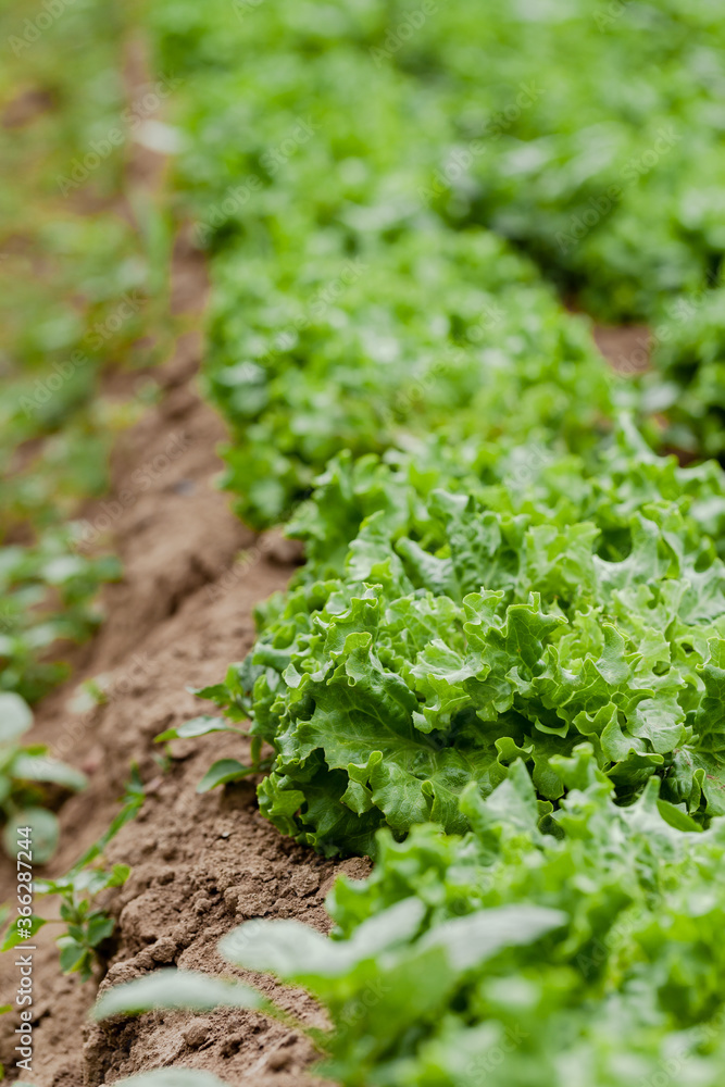 Fresh green organic salad growing on the garden bed Fresh green organic salad growing on the garden bed