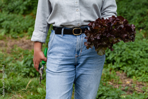 Young farmer girl wearing linen shirt, old jeans and rough boots is holding a basket with freshly picked green and violet salad from her garden. Close up, grass on background