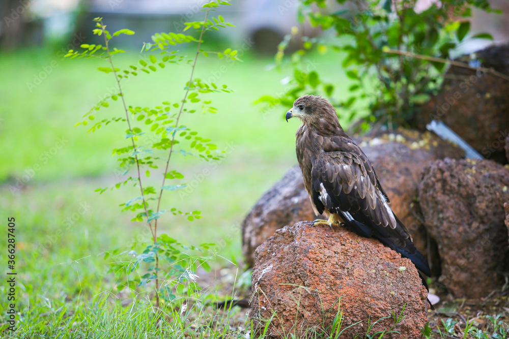 red tailed hawk red tailed hawk