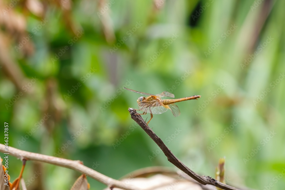 dragonfly on a branch dragonfly on a branch