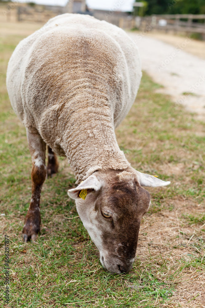 Domestic animals on the little farm eating the grass. Sheep, lambs. Green background, close up. Domestic animals on the little farm eating the grass. Sheep, lambs. Green background, close up.