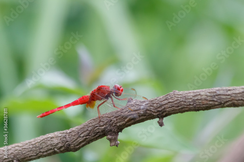 close up of a red dragonfly ©  Mushroom House