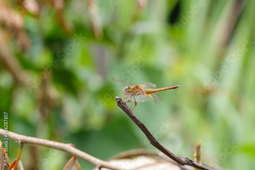dragonfly on a branch ©  Mushroom House