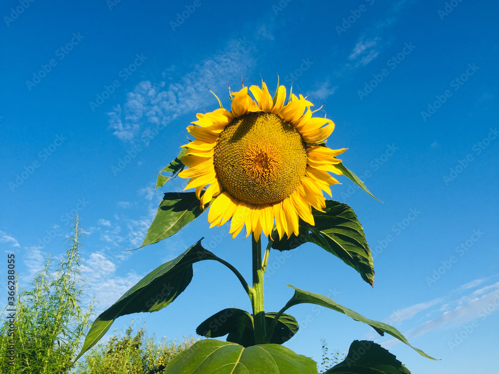 Sunflower on the sky background.