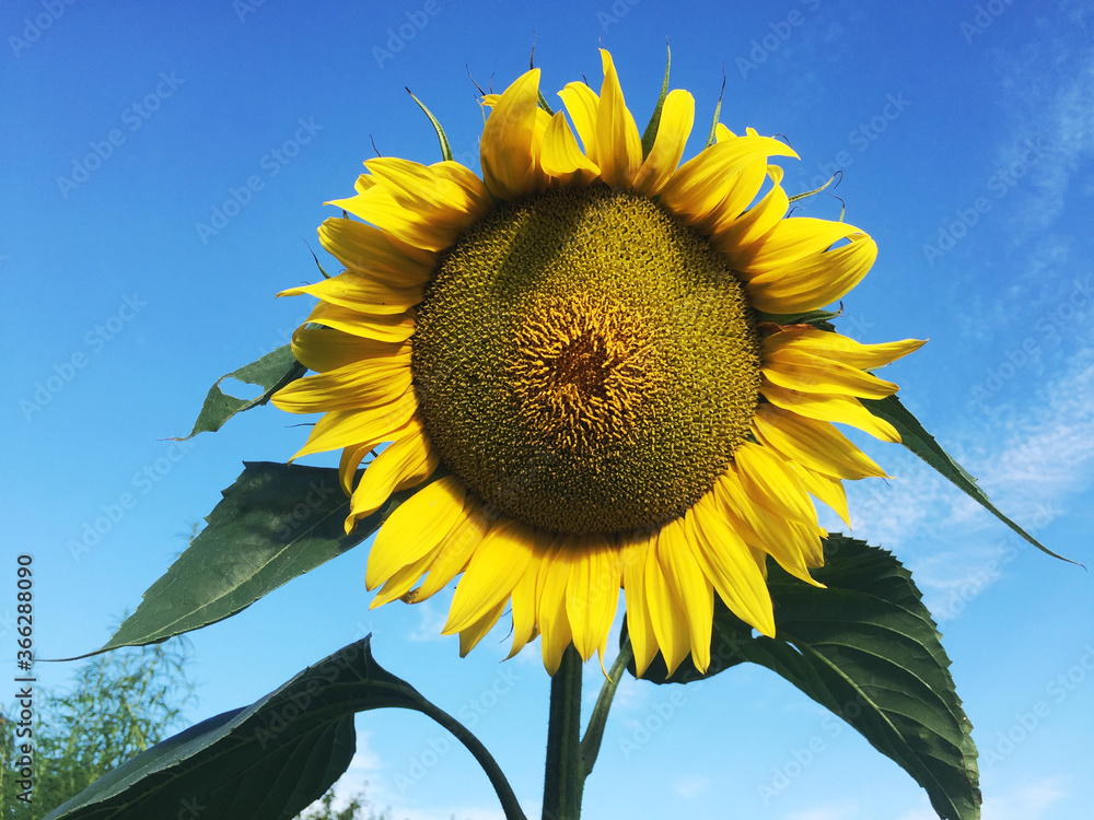Sunflower on the sky background.