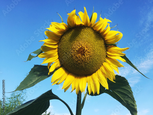 Obraz na płótnie Sunflower on the sky background. w salonie
