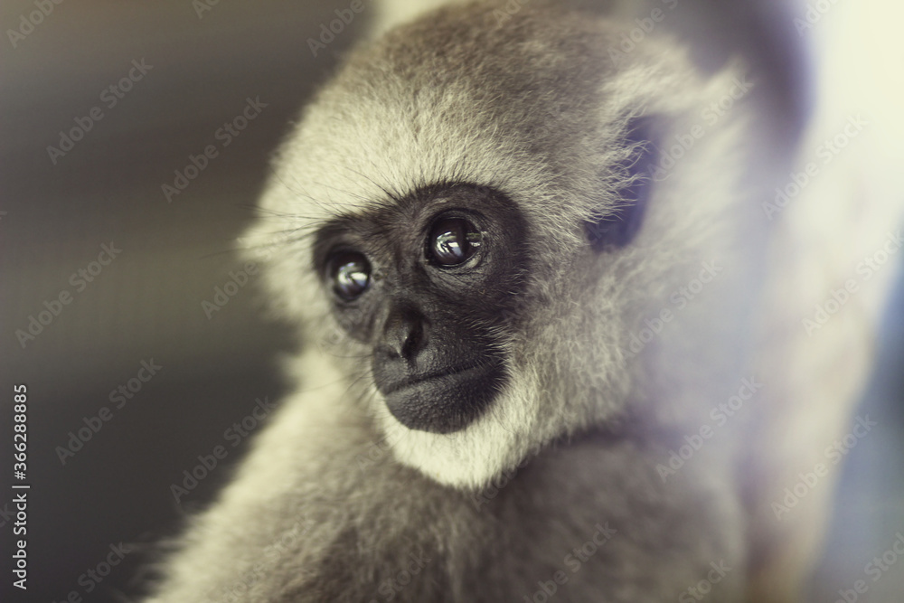 Obraz premium cute grey gibbon silvery monkey