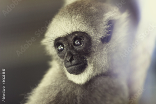 cute grey gibbon silvery monkey photo