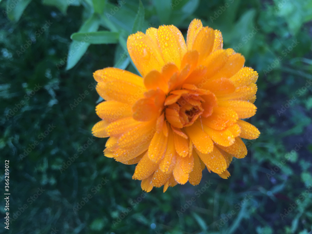 Calendula officinalis blooming in the garden.