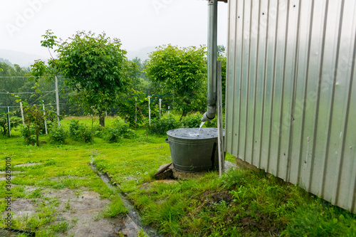 rainwater bucket in garden