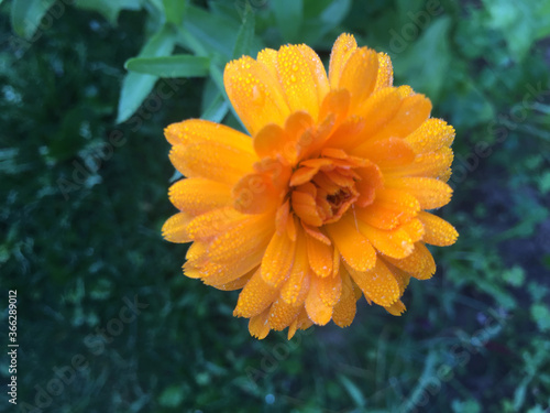 Obraz na płótnie Calendula officinalis blooming in the garden. w salonie