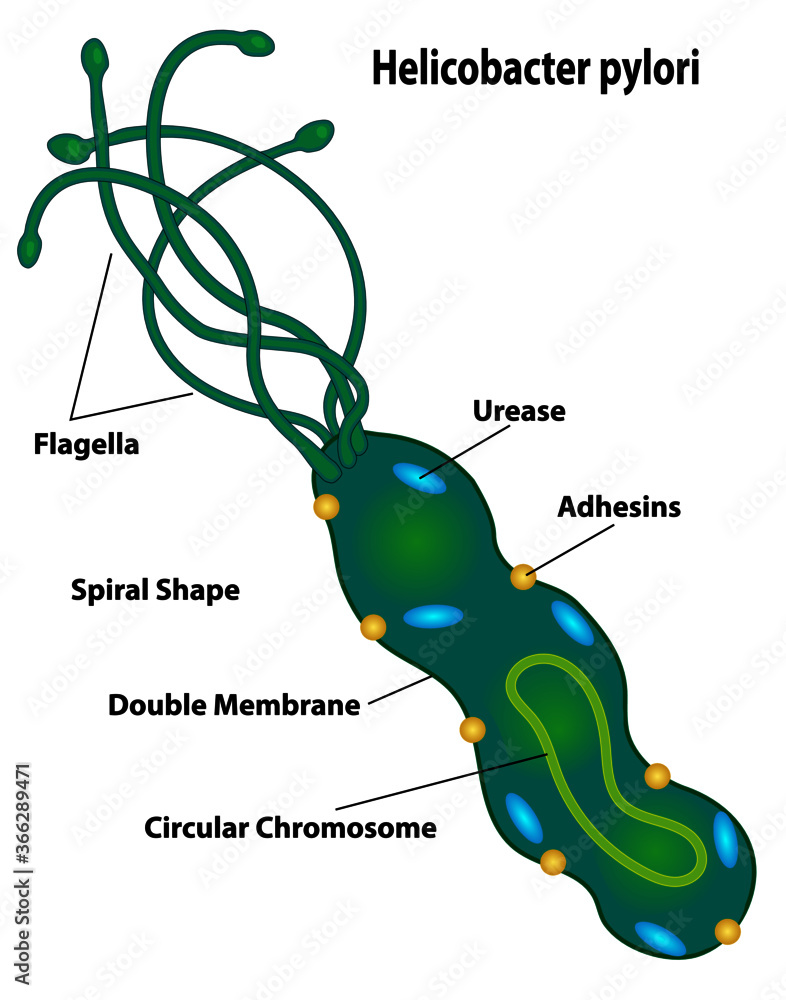 Bacteria cell of helicobacter pylori labeling cell structures ...