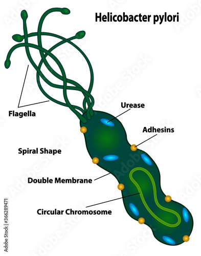 Bacteria cell of helicobacter pylori labeling cell structures of flagella, urease, adhesins, spiral shape, double membrane, and circular chromosome.