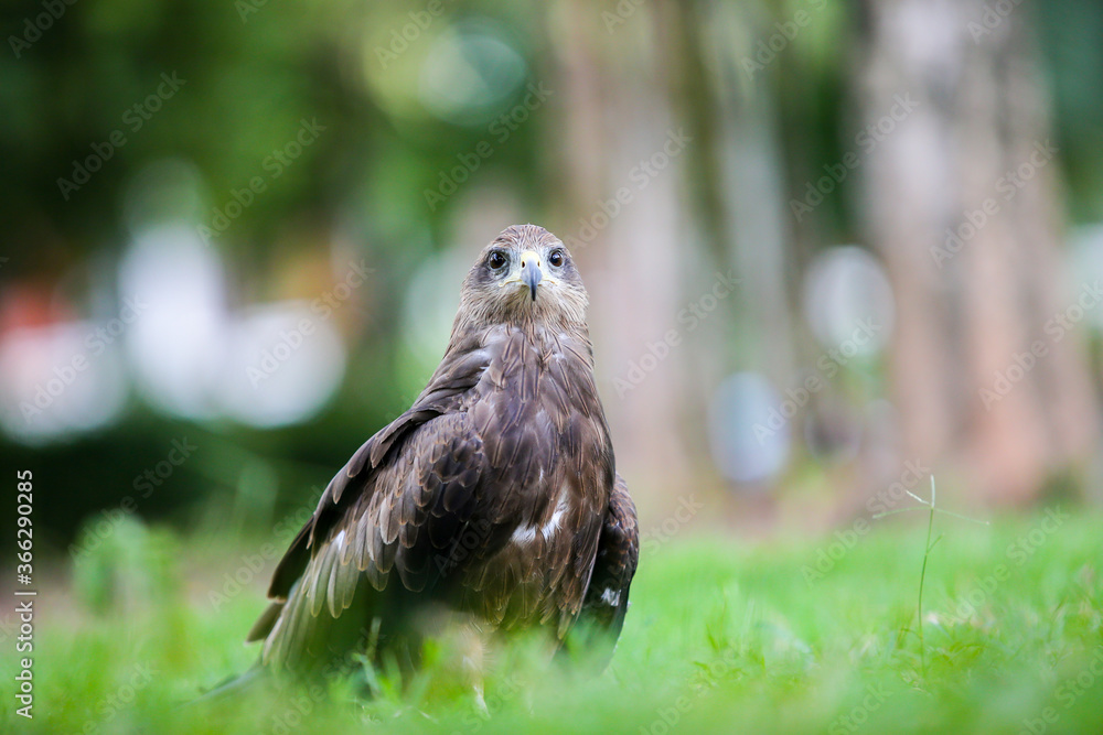 Fototapeta premium red tailed hawk