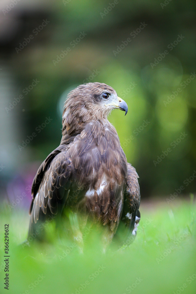 Fototapeta premium red tailed hawk