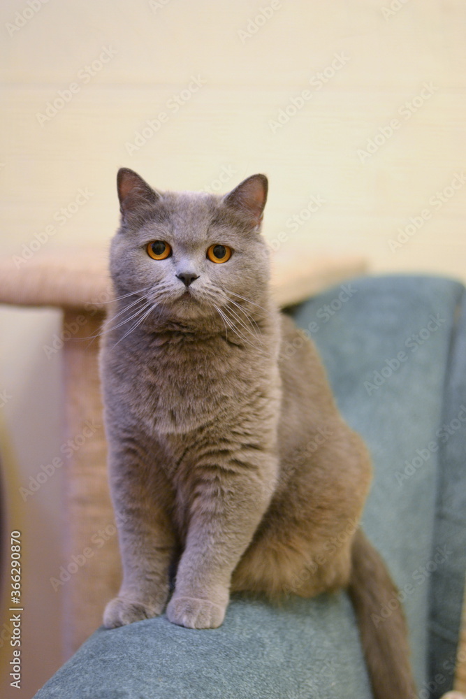 Gray pretty cute cat with yellow eyes at home. on light background. Cute british short-hair cat with copper eyes.