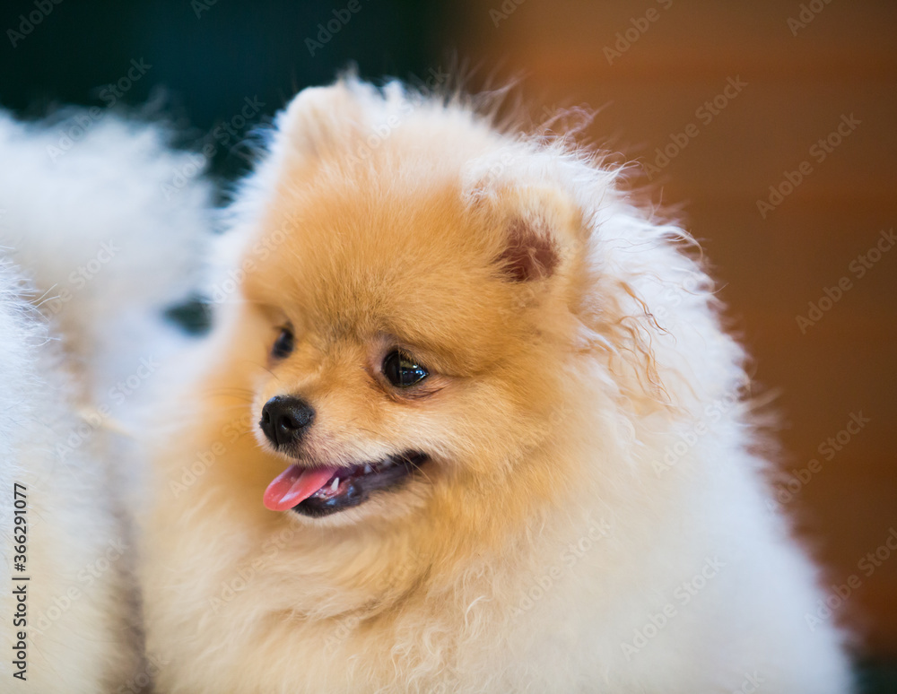 Portrait of a beautiful fluffy Pomeranian dog