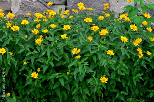 Yellow vivid flowers of heliopsis grow in summer on a stone wall