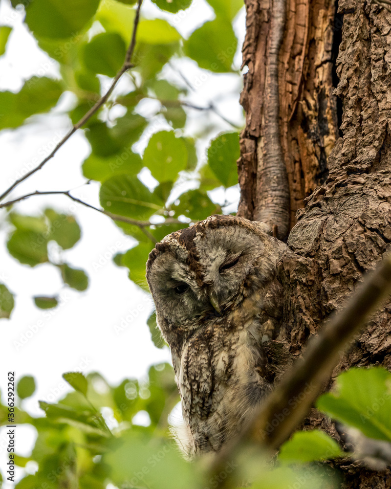 Tawny owl watching with one eye from his nest hole