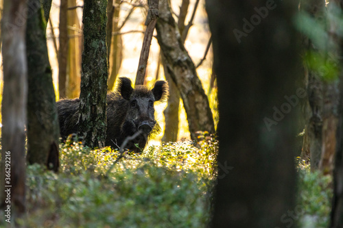 Wild boar (sus scrofa) watching during sunset. photo