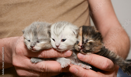 One week old kittens with half-closed eyes in the man's hands. Three little multicolored kittens in the man's hands.