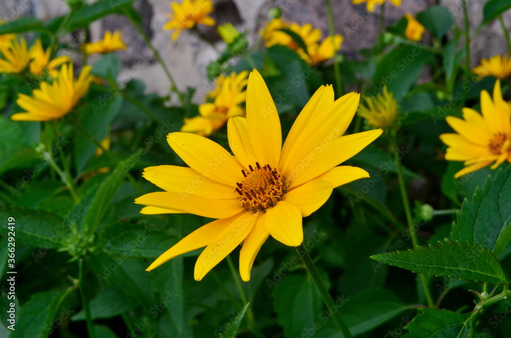 Oxe eye (Heliopsis scabra) grows in summer garden. Heliopsis scabra yellow flower Oxe eye (Heliopsis scabra) grows in summer garden. Heliopsis scabra yellow flower