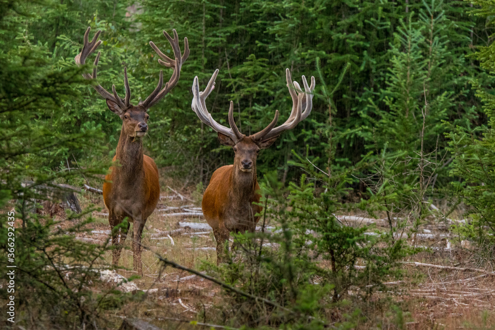 Naklejka premium Two big red deers (males) watching curious. Two red deers on the veluwe.
