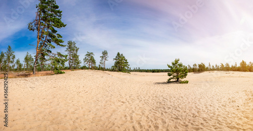 Kaibaldi nõmm, sandy area in Hiiumaa, Hiiu County Estonia. Pihla-Kaibaldi Nature Reserve, natural wonder in pine tree forest. photo