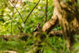 Female great spotted woodpecker on a branch looking for food.
