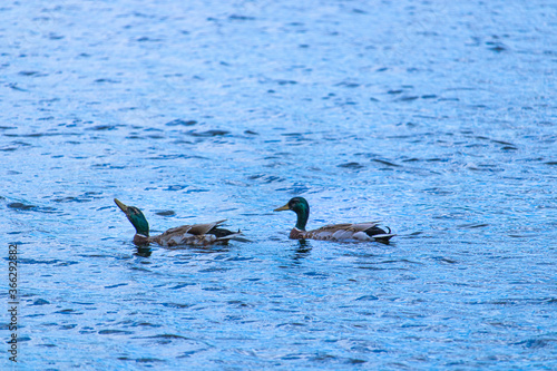 two ducks swimming in the lake district
