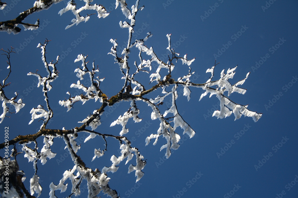 Obraz premium snow covered branches