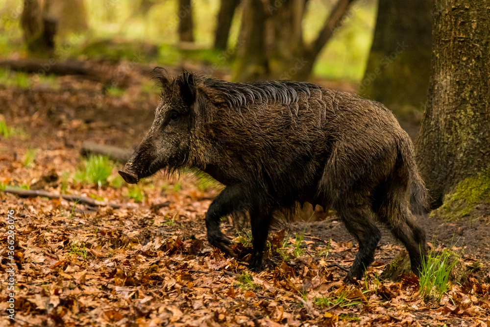 Wild boar (Sus scrofa) walking in the forest at the Veluwe Wild boar (Sus scrofa) walking in the forest at the Veluwe