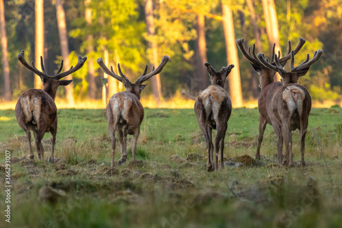 Group of red deers runing on an field. Red deers on national park hoge veluwe. © NatuurOmgevingArnhem