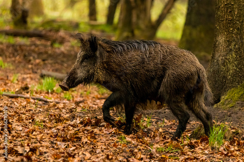 Wild boar (Sus scrofa) walking in the forest at the Veluwe