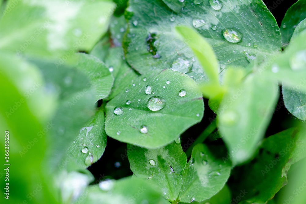 View of the drops of morning dew that lie on green leaves View of the drops of morning dew that lie on green leaves