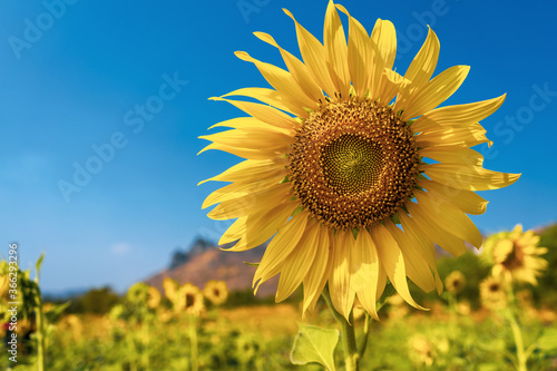 Beautiful sunflower on blue sky background.