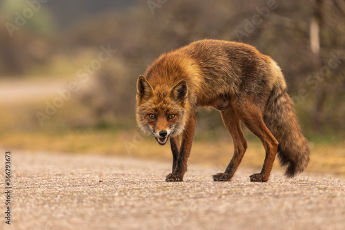 Angry red fox (vulpes vulpes) standing on the road.